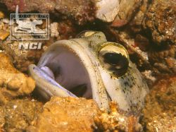 Jawfish in burrow 
taken january 2006 silica beach puert... by Justin Bauer 